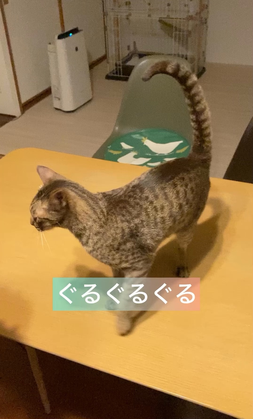 お手とタッチ🐾