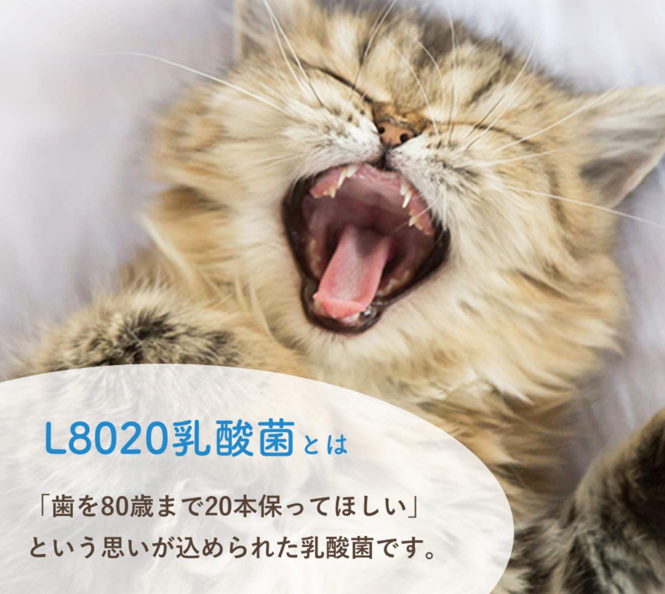 Fil Plus®+L8020(フィルプラス)