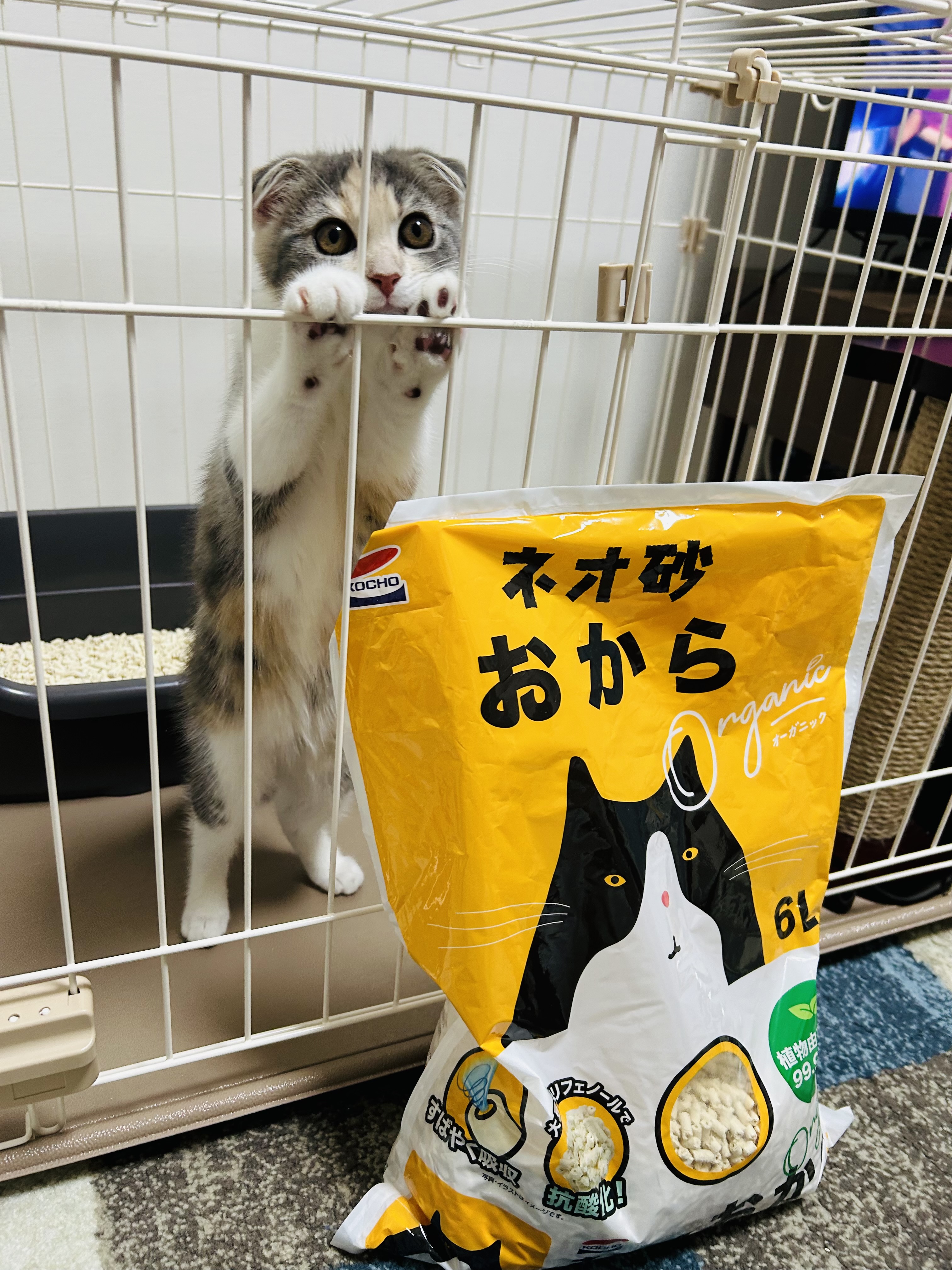 元々誤食防止のためにおからの猫砂にしてましたが、メーカーによって固まり具合や消臭力等で違いを感じられました。

本商品を使ってみた感想としては、一番は消臭力が魅力かなと思いました。おから＝豆腐や大豆の香りがして気に入りました。
補充した時に粉塵が舞うこともなく、使いやすいです。
あとは固まりやすさがもっとガチッとなったら良いかなと。砂は汚れた分だけ捨てたくて、固まり切らなかったフニャっとした分を一粒一粒拾っています。

植物由来の素材99.9%でこれだけ固まるってすごいと思います。鉱物系や紙の方が値段も安いけど、これからもおからを使い続けたいと思います。