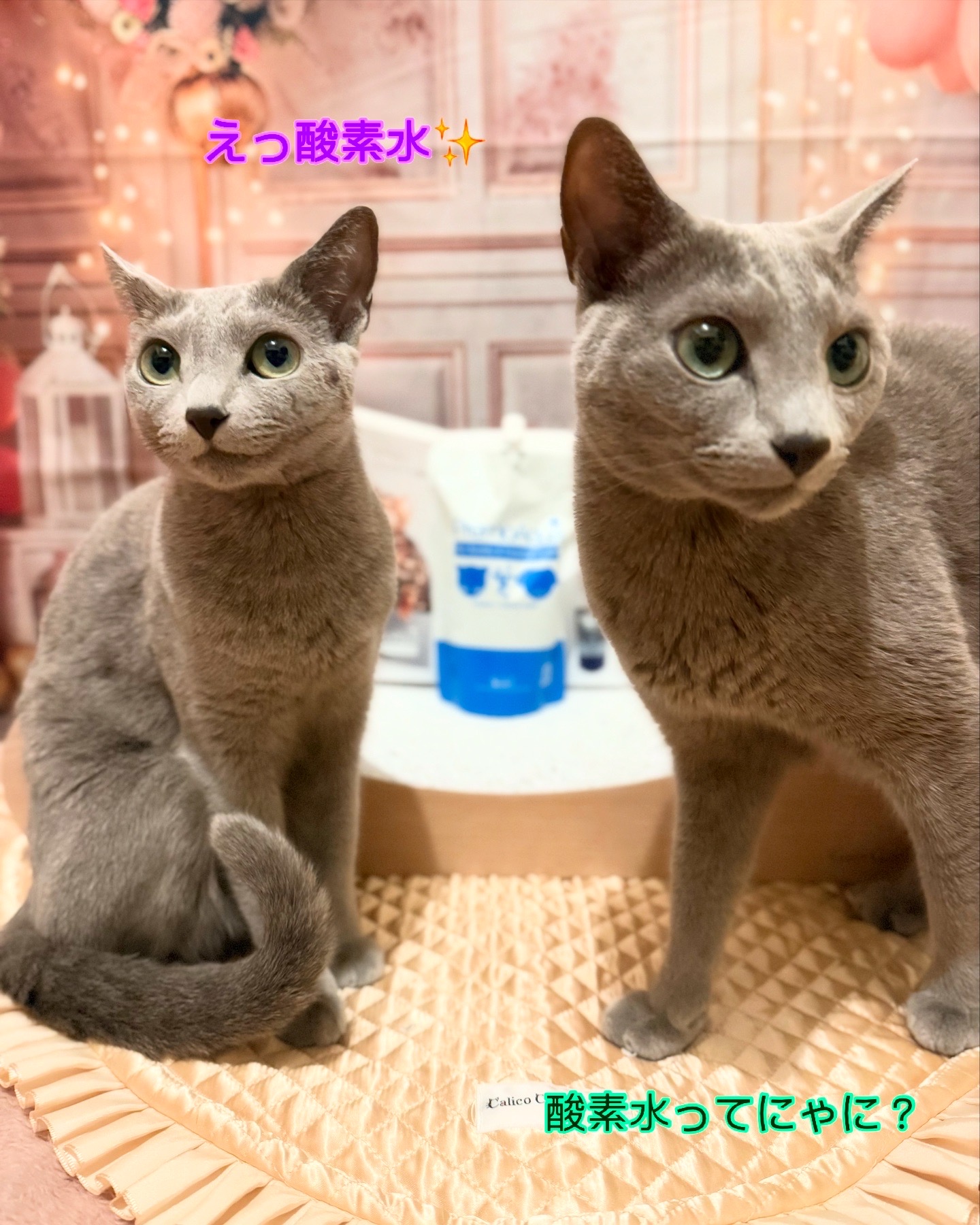 美容に目のないRiZE🤣
酸素水って聞いたら、るふなを退けグビグビ飲んでました😽
残ったお水は、きっちり飲めるように、毎夜のちゅーる水に使わせていただこうと思います