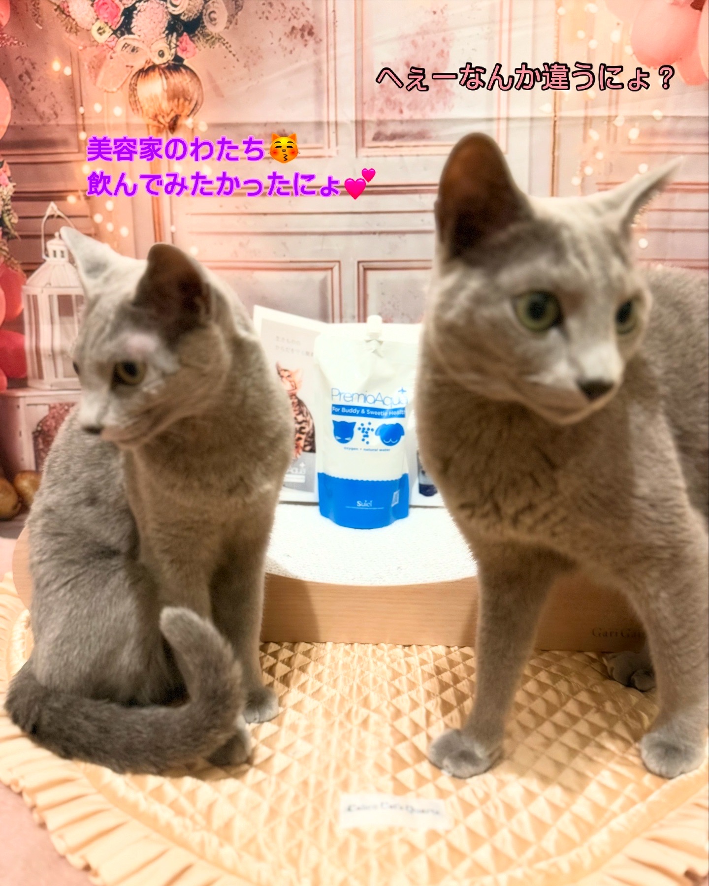 美容に目のないRiZE🤣
酸素水って聞いたら、るふなを退けグビグビ飲んでました😽
残ったお水は、きっちり飲めるように、毎夜のちゅーる水に使わせていただこうと思います